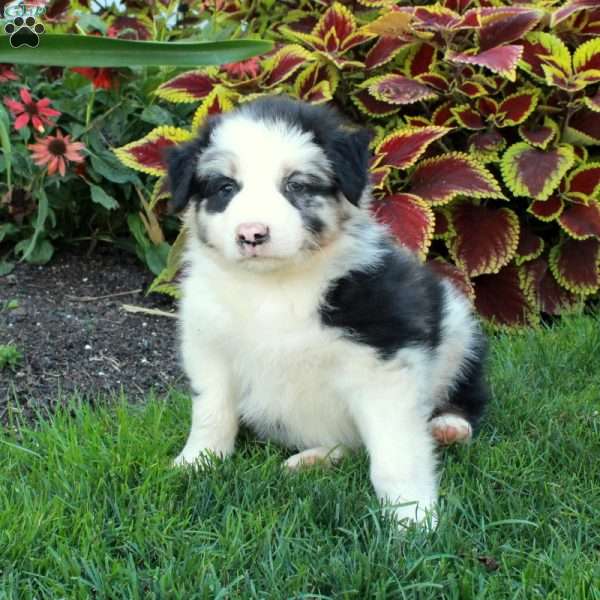 Gus, Australian Shepherd Puppy