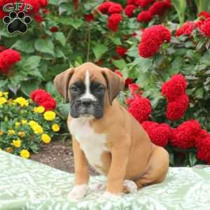 Gus, Boxer Puppy