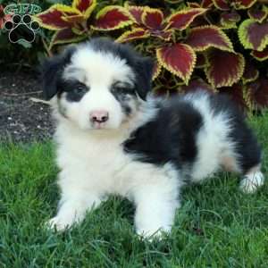 Gus, Australian Shepherd Puppy