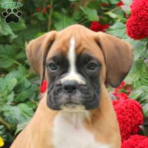 Gus, Boxer Puppy