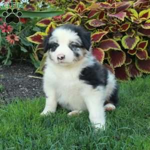 Gus, Australian Shepherd Puppy