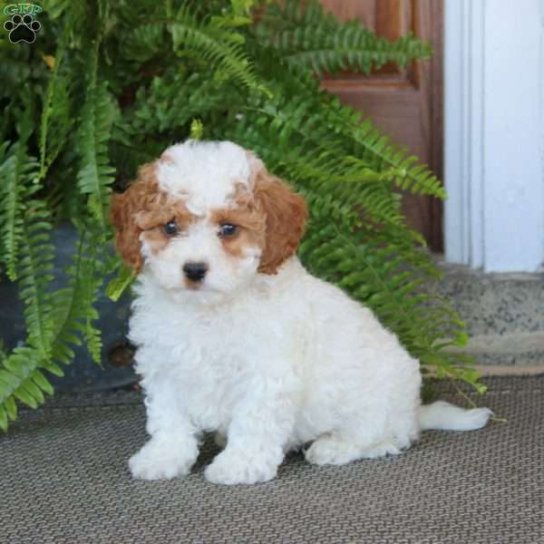 Gus, Miniature Poodle Puppy