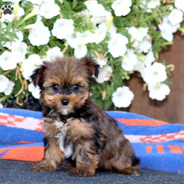 Gus, Yorkie Puppy
