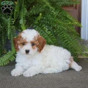 Gus, Miniature Poodle Puppy