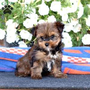 Gus, Yorkie Puppy