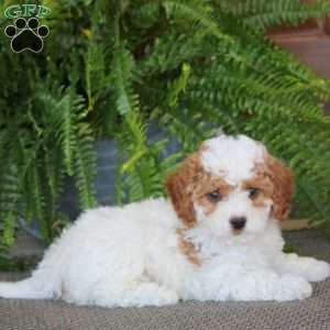 Gus, Miniature Poodle Puppy