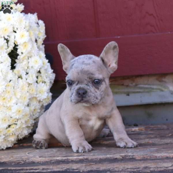 Hailey, French Bulldog Puppy