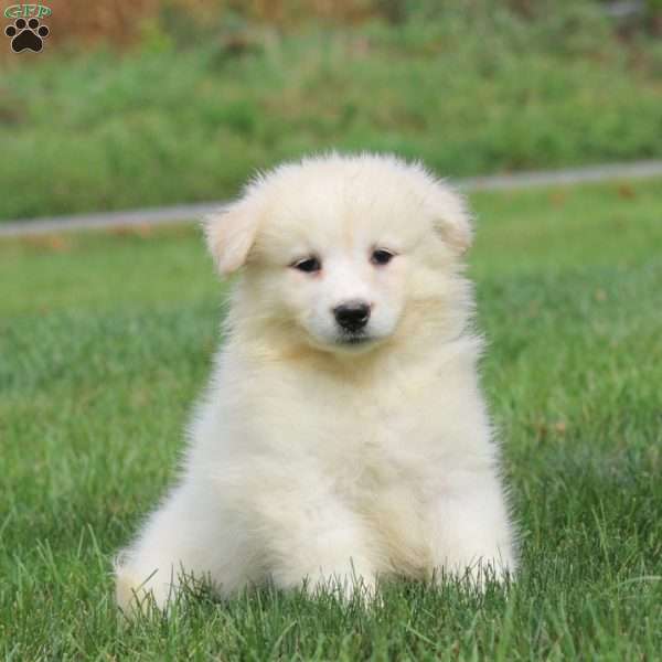 Hailey, Samoyed Puppy