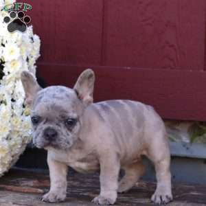 Hailey, French Bulldog Puppy