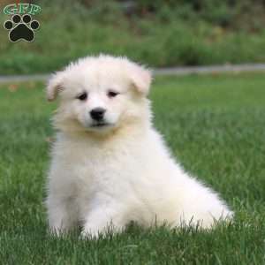 Hailey, Samoyed Puppy