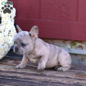 Hailey, French Bulldog Puppy