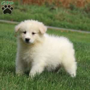 Hailey, Samoyed Puppy