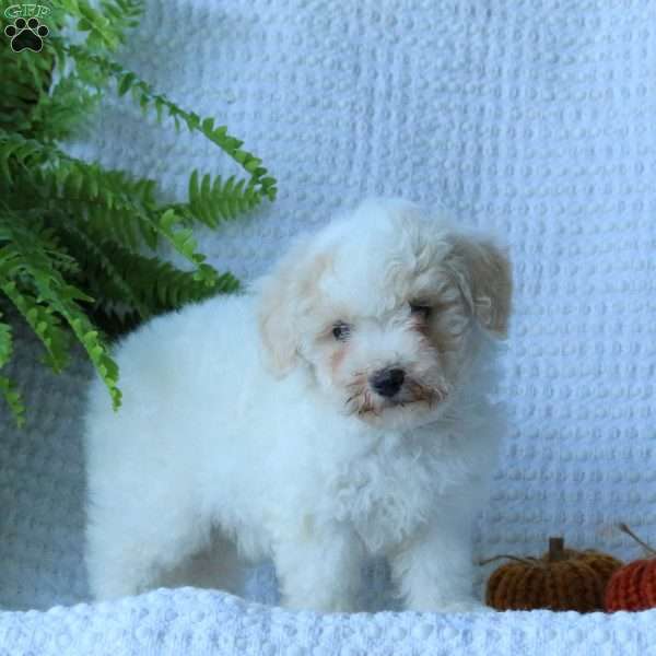 Hank, Bich-Poo Puppy