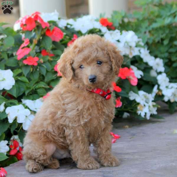 Hank, Miniature Poodle Puppy