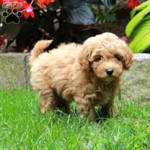 Hank, Bich-Poo Puppy