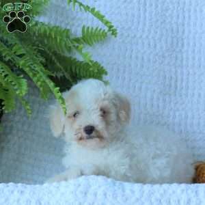 Hank, Bich-Poo Puppy