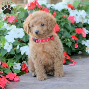 Hank, Miniature Poodle Puppy