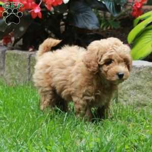 Hank, Bich-Poo Puppy