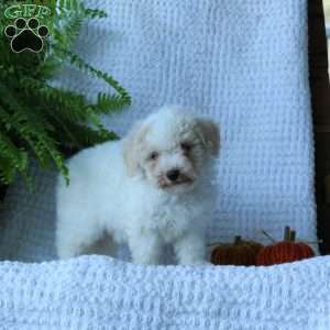Hank, Bich-Poo Puppy