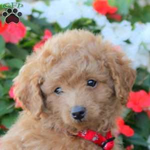 Hank, Miniature Poodle Puppy