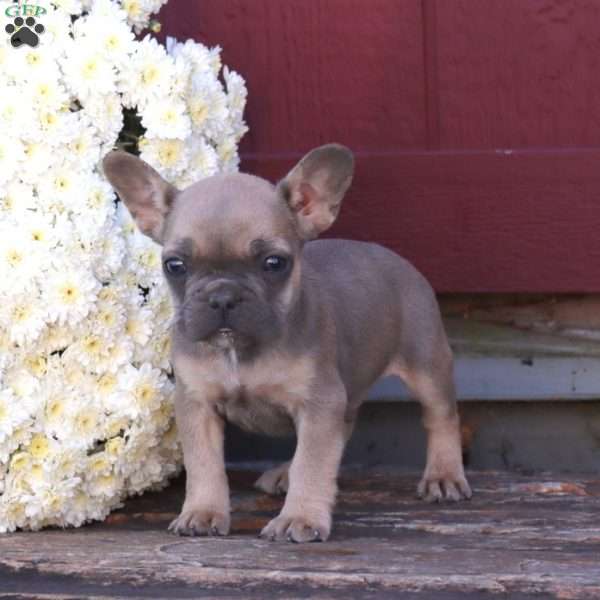 Hank, French Bulldog Puppy