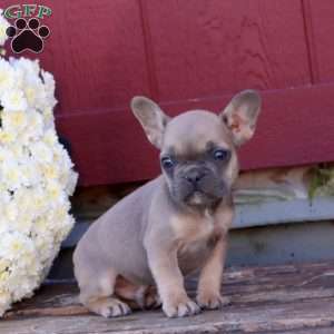 Hank, French Bulldog Puppy