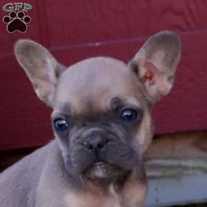 Hank, French Bulldog Puppy