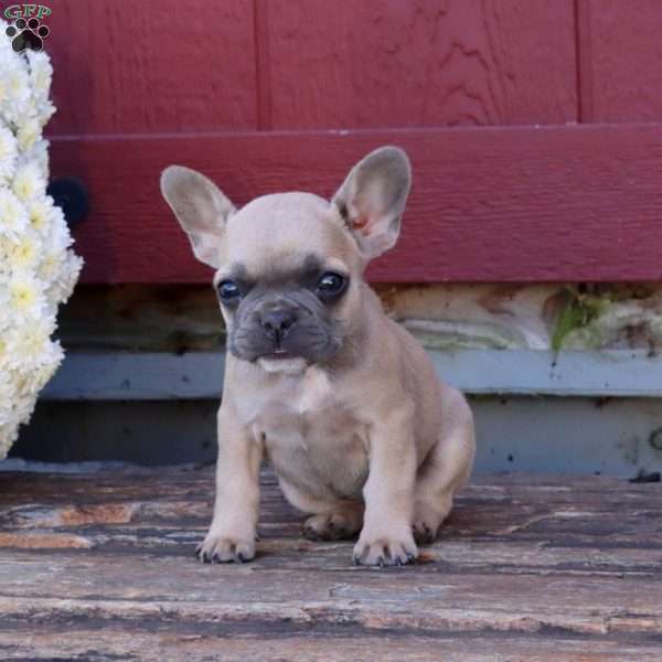 Hannah, French Bulldog Puppy