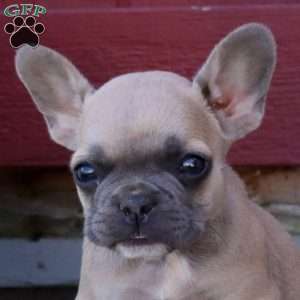 Hannah, French Bulldog Puppy