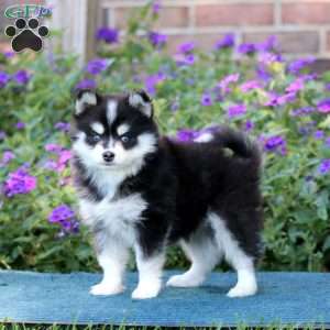 Hannah, Pomsky Puppy