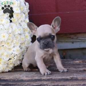 Hannah, French Bulldog Puppy