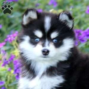 Hannah, Pomsky Puppy