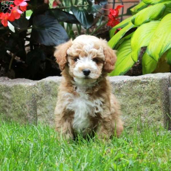 Happy, Bich-Poo Puppy