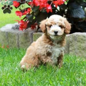 Happy, Bich-Poo Puppy