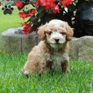Happy, Bich-Poo Puppy