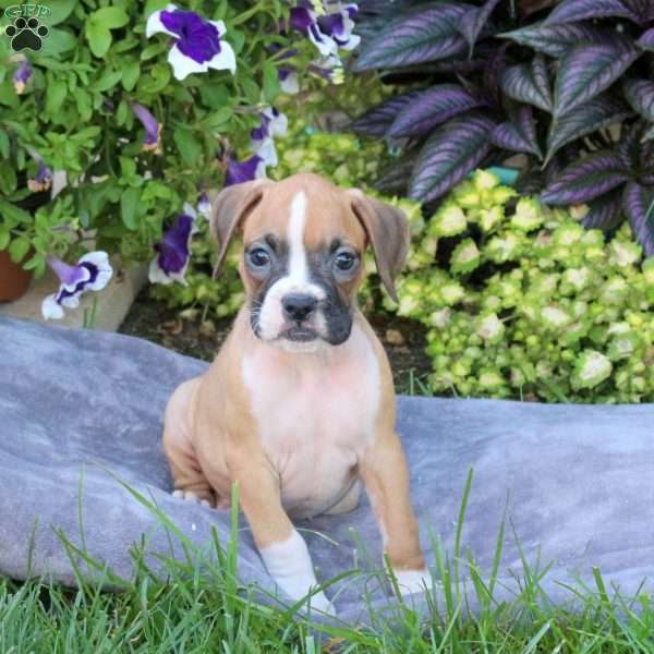 Harley, Boxer Puppy