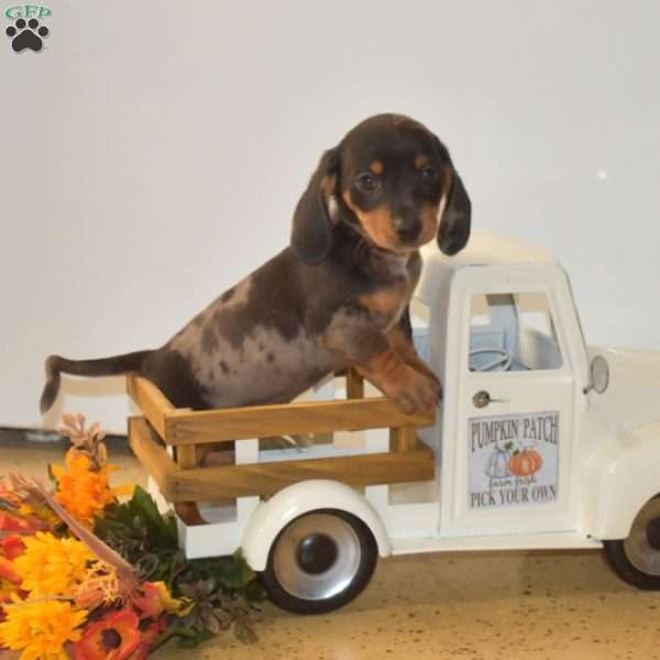 Harley – Mini, Dachshund Puppy