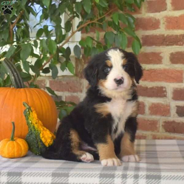 Harley, Bernese Mountain Dog Puppy