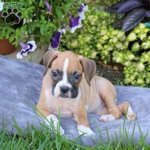 Harley, Boxer Puppy