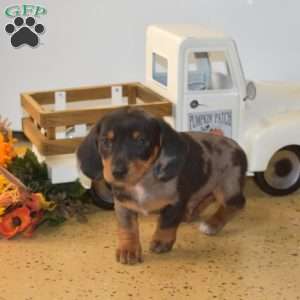 Harley – Mini, Dachshund Puppy