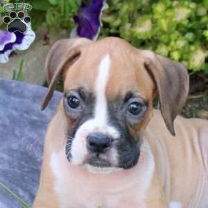 Harley, Boxer Puppy