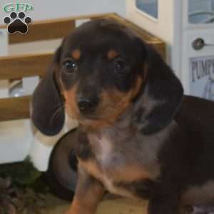 Harley – Mini, Dachshund Puppy