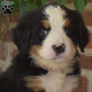 Harley, Bernese Mountain Dog Puppy
