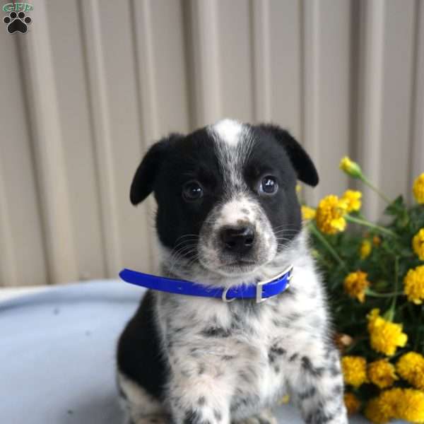 Harlow, Border Collie Mix Puppy