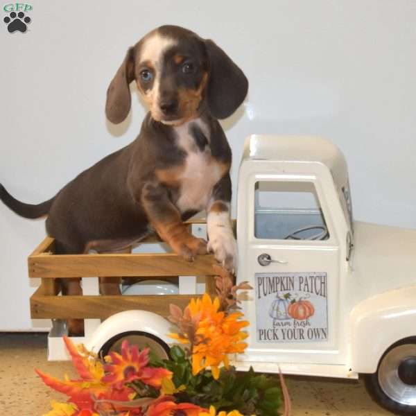 Harper – Mini, Dachshund Puppy