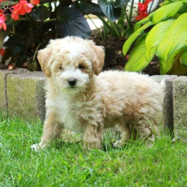 Harper, Bich-Poo Puppy