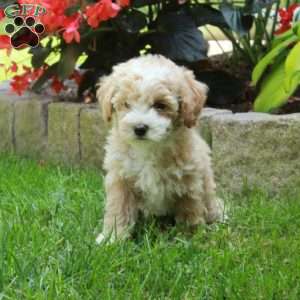 Harper, Bich-Poo Puppy