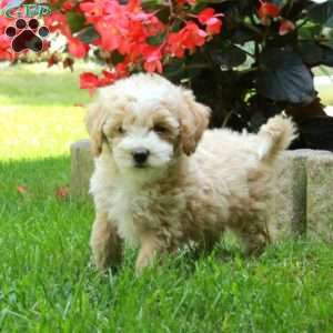 Harper, Bich-Poo Puppy