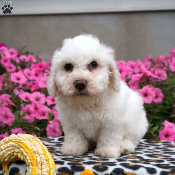 Harry, Bichon Frise Puppy