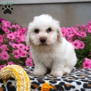 Harry, Bichon Frise Puppy